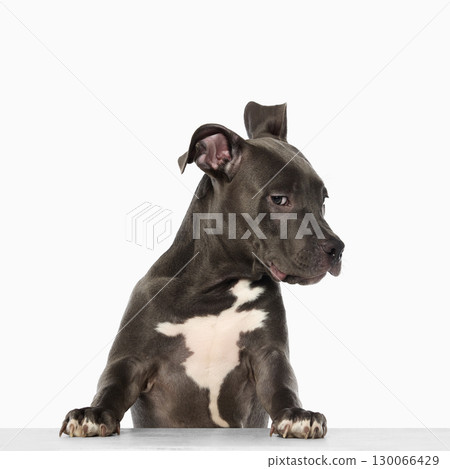 Puppy standing with paws on surface looking sideways with alert mood 130066429