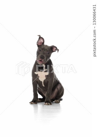 Cute pitbull puppy sitting with tilted head showing curious and tender mood 130066431