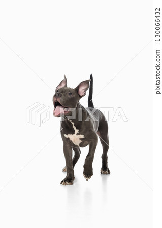 Playful pitbull puppy walking forward with open mouth and excited expression 130066432