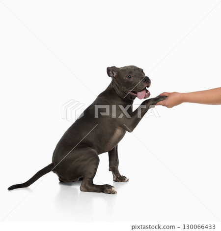 Puppy giving paw to human hand symbol of trust training and veterinary care 130066433
