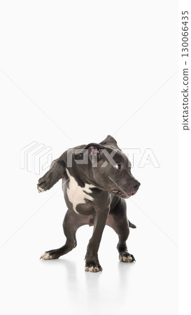 Puppy standing with cautious look symbol of veterinary checkup and observation 130066435