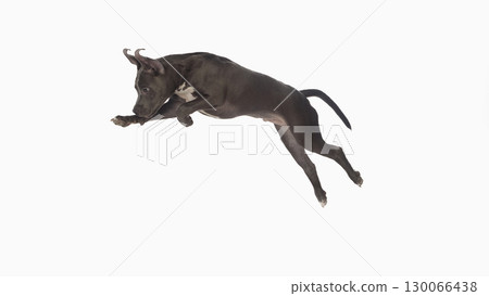Puppy leaping in mid air isolated on white background with dynamic motion 130066438