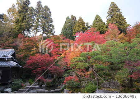 Higashiomi City, Shiga Prefecture, Autumn leaves at Baekje Temple 2, November 2024 Higashiomi City, Shiga Prefecture, Autumn leaves at Baekje Temple 2, November 2024 130066492