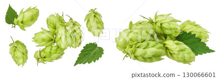 Hop cones isolated on white background. Beer brewing ingredients. Top view. Flat lay 130066601