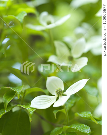 Dogwood flower symbol tree Dogwood flower symbol tree 130066677