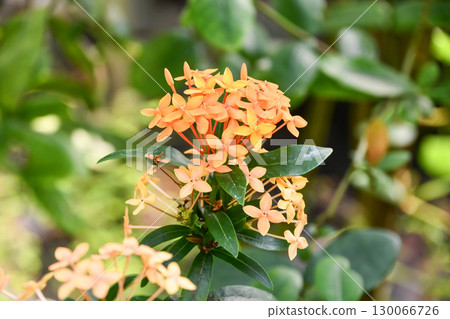 仙丹花 (Santanka) "Cocchinae" Ixora coccinea 仙丹花 (Santanka) "Cocchinae" Ixora coccinea 130066726