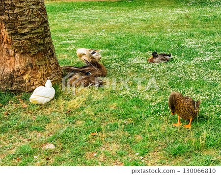 Several ducks rest under a tree on a grassy field. Wildlife behavior, natural habitat and group interaction in birds. 130066810