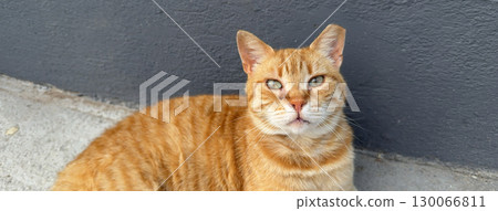 A ginger homeless cat cat looks into the camera while sitting outside. Individuality, emotion and urban street animal life. 130066811