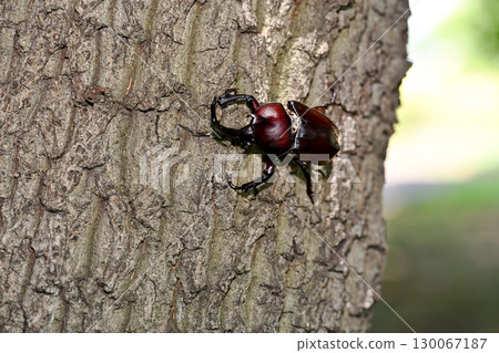 Beetle 130067187