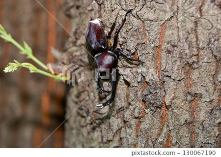 Beetle 130067190