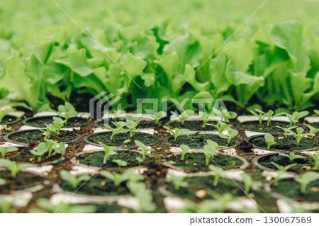 Young green seedlings growing in soil trays surrounded by lush lettuce plants, showcasing vibrant colors and textures of a thriving agricultural environment with a focus on growth and sustainability 130067569