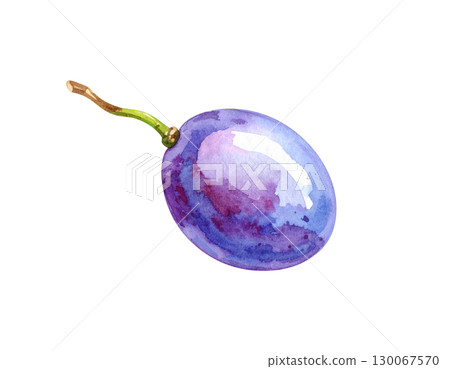 一顆葡萄水彩插圖 一顆葡萄水彩插圖 130067570
