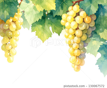 白葡萄水彩畫框 130067572