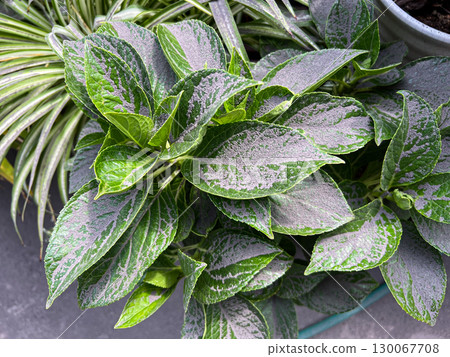 Sakurajima volcanic ash piles up on houseplants Sakurajima volcanic ash piles up on houseplants 130067708