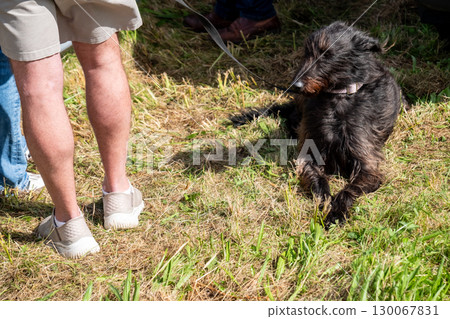 Scottish deerhound sitting on the lawn Scottish deerhound sitting on the lawn 130067831