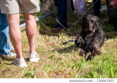 Scottish deerhound sitting on the lawn 130067835