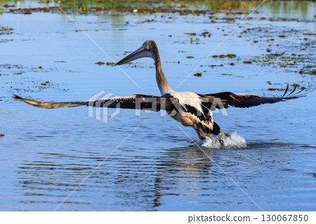 Pelicans taking off from Yellow Water in the Northern Territory, Australia Pelicans taking off from Yellow Water in the Northern Territory, Australia 130067850