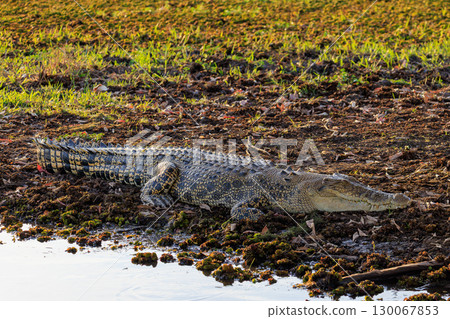 澳洲北領地黃水邊休息的鱷魚 130067853