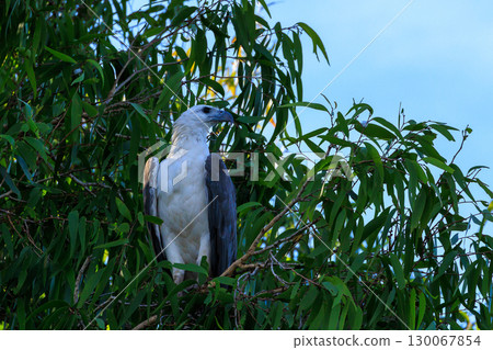 Yellow-water eagle, Northern Territory, Australia Yellow-water eagle, Northern Territory, Australia 130067854