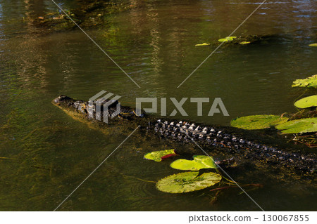 鱷魚在澳洲北領地的黃色水域中游泳 鱷魚在澳洲北領地的黃色水域中游泳 130067855