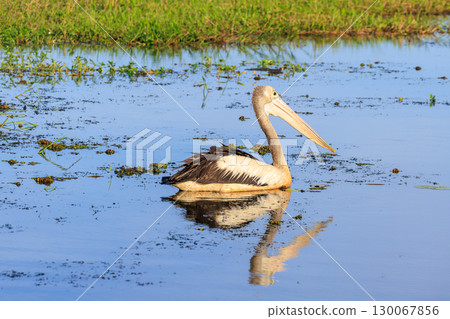 一隻鵜鶘優雅地遊過澳洲北領地的黃色水域 一隻鵜鶘優雅地遊過澳洲北領地的黃色水域 130067856