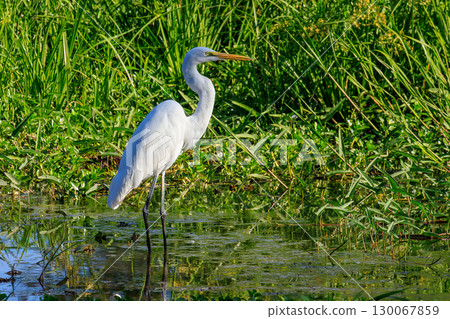 Yellowwater Heron, Northern Territory, Australia Yellowwater Heron, Northern Territory, Australia 130067859