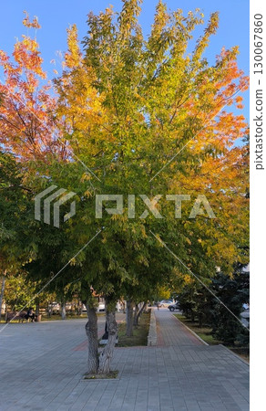Autumn Trees Along a City Walkway Vibrant Foliage and Urban Ambiance in the Golden Light 130067860