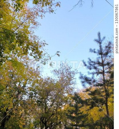 Autumnal Canopy Serene Sky Framed by Trees in Fall Foliage. Nature s beauty and colorful leaves 130067861
