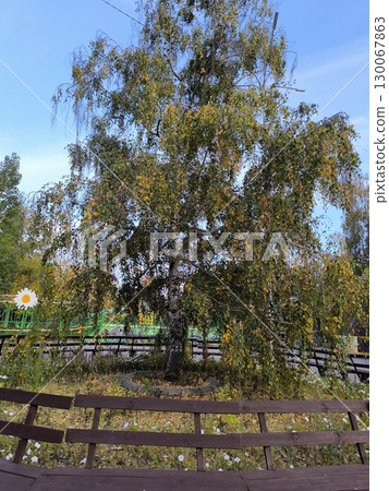 Picturesque Birch Tree in Full Autumnal Bloom with Greenery, Railing and Blue Sky Outdoors 130067863
