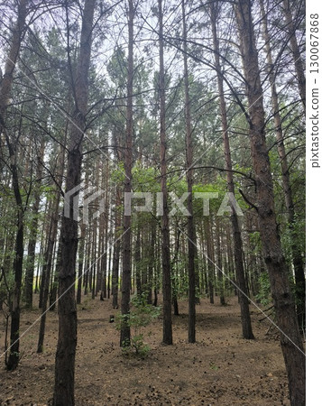 Peaceful Pine Forest Vista Sun Dappled Path Through Tall Trees in Natural Woodland Setting Peaceful Pine Forest Vista Sun Dappled Path Through Tall Trees in Natural Woodland Setting 130067868