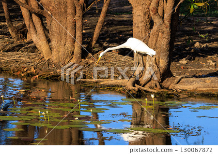 A heron hunting for fish in the Yellow Waters of the Northern Territory, Australia A heron hunting for fish in the Yellow Waters of the Northern Territory, Australia 130067872