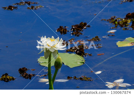 一朵嬌嫩的睡蓮在澳洲北領地的黃水中綻放 130067874