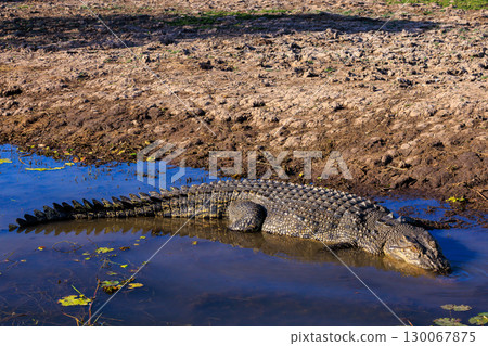 Yellowwater crocodile in the Northern Territory, Australia Yellowwater crocodile in the Northern Territory, Australia 130067875