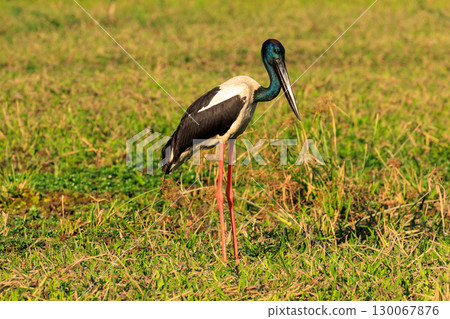 Jabiru in Yellow Water, Northern Territory, Australia Jabiru in Yellow Water, Northern Territory, Australia 130067876