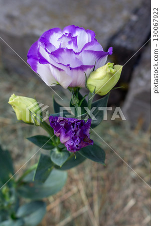 eustoma flowers in the garden, white petals with purple border 130067922