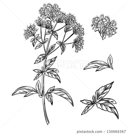Oregano set. Plant leaves and flowers graphic illustration. Blooming Marjoram. Hand drawn ink sketch of aromatic culinary and medicinal herb. For product packaging, kitchen designs, apothecary labels. Oregano set. Plant leaves and flowers graphic illustration. Blooming Marjoram. Hand drawn ink sketch of aromatic culinary and medicinal herb. For product packaging, kitchen designs, apothecary labels. 130068367