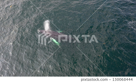 Humpback Whales, Megaptera novaeangliae, travelling in Donegal Bay, Ireland 130068444
