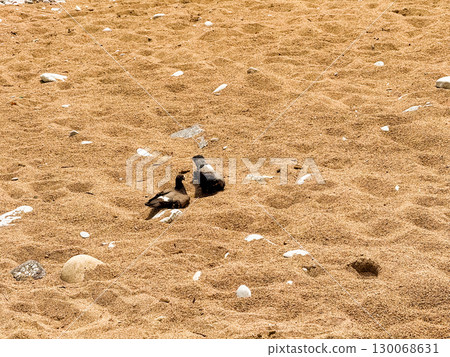 Two pigeons resting on sandy ground with stones. Wildlife, outdoor observation, and natural urban environment in daylight. Two pigeons resting on sandy ground with stones. Wildlife, outdoor observation, and natural urban environment in daylight. 130068631