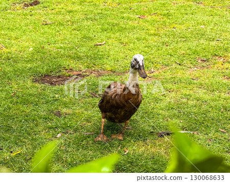 Duck standing alone on green grass field. Wildlife, observation, and outdoor environment in natural countryside habitat. 130068633