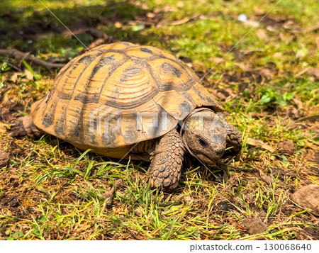 Turtle walking on ground with closeup shell detail. Wildlife, nature, and reptile in outdoor environment. Turtle walking on ground with closeup shell detail. Wildlife, nature, and reptile in outdoor environment. 130068640