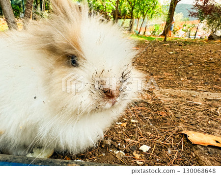 Rabbit resting on the ground in natural outdoor setting. Wildlife, nature, and environment with details of fur and closeup texture. Rabbit resting on the ground in natural outdoor setting. Wildlife, nature, and environment with details of fur and closeup texture. 130068648