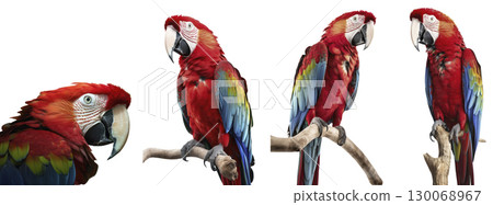 Scarlet macaw with vibrant plumage on the transparent bakground 130068967