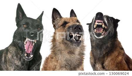 aggressive dogs in studio aggressive dogs in studio 130069024