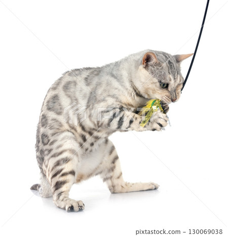 bengal cat in studio bengal cat in studio 130069038