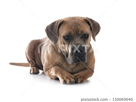 young cane corso 130069040