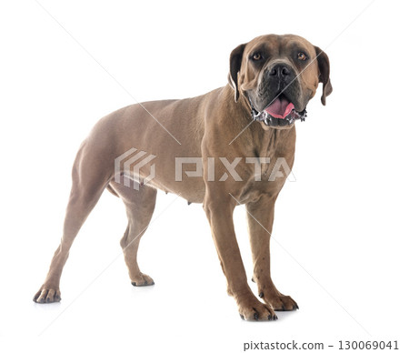 young cane corso 130069041