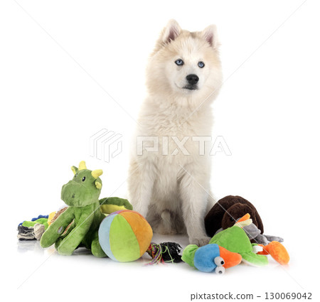 Pomsky in studio 130069042