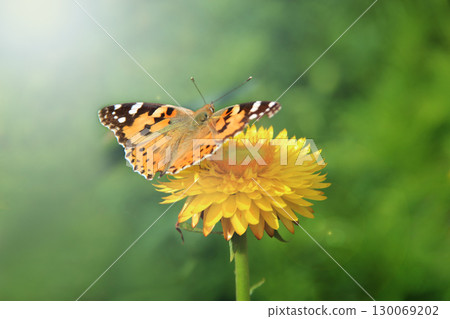Butterfly of Vanessa cardui collecting nectar on flower. Macro yellow butterfly 130069202