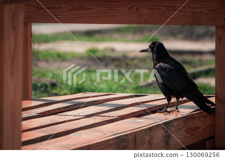 Solitary Crow on a Wooden Bench 130069256