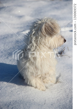 Cute Maltipoo dog playing outdoors in winter. Maltipoo dog stands on the snow Cute Maltipoo dog playing outdoors in winter. Maltipoo dog stands on the snow 130069372